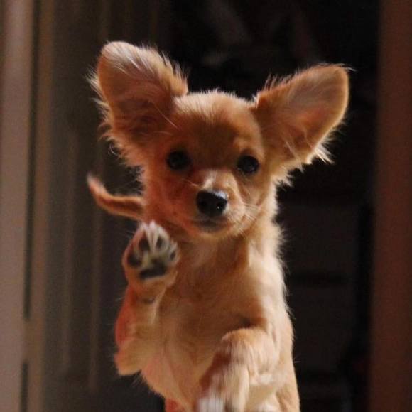 Meet your Posher, Sakura - Picture 1 of 1